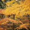 小國神社の紅葉