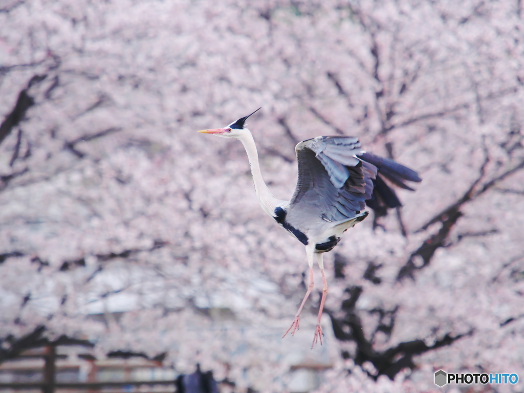 アオサギ×桜