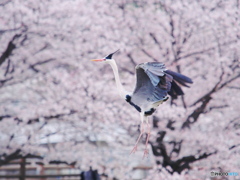 アオサギ×桜