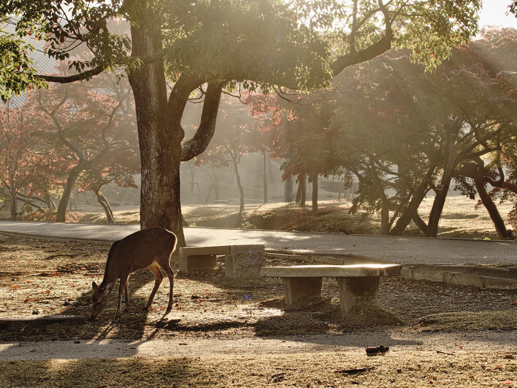 早朝の奈良公園