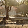 早朝の奈良公園