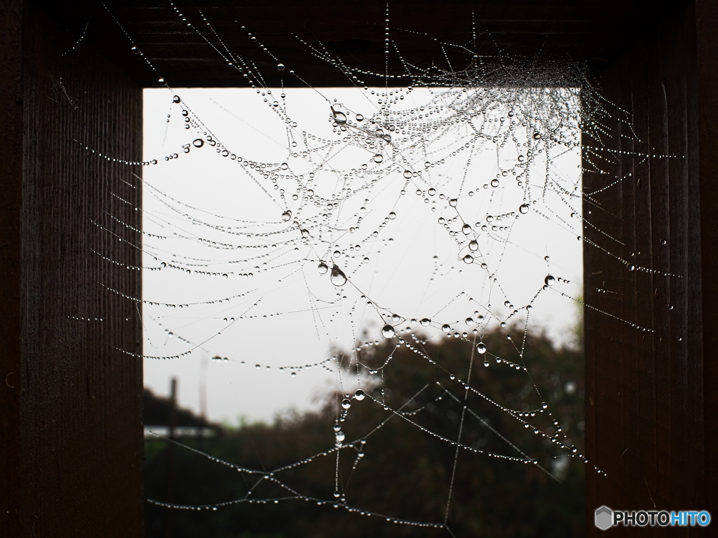 蜘蛛の巣と露