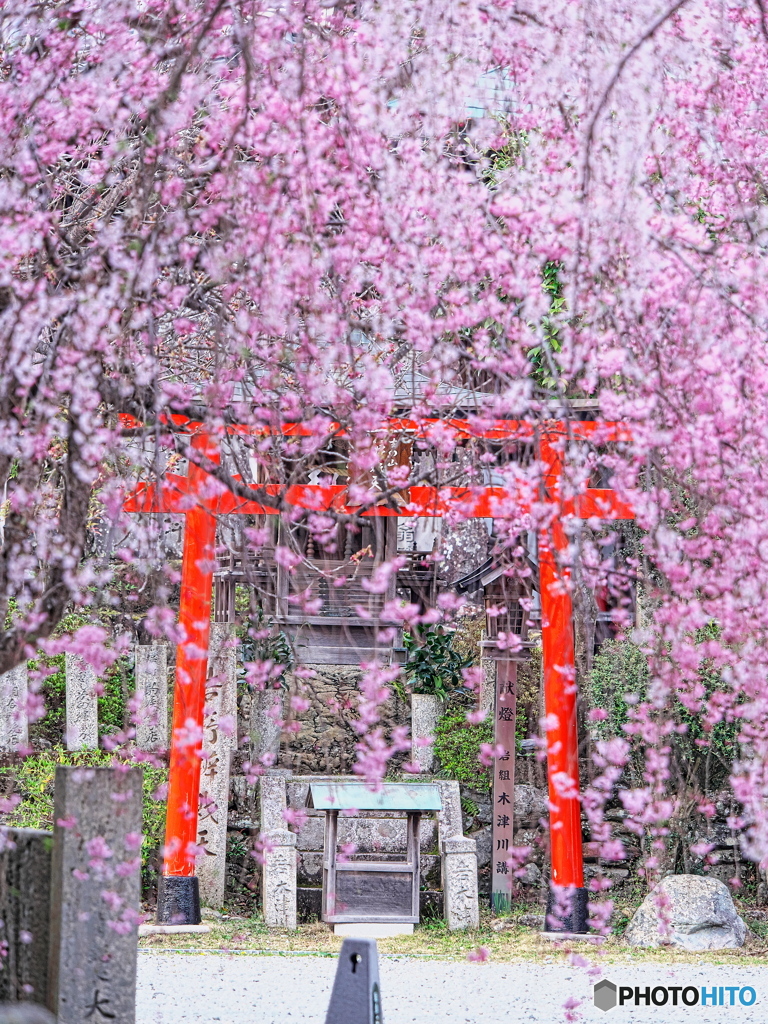 吉野の桜 01