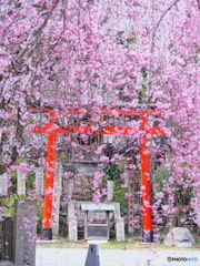 吉野の桜 01