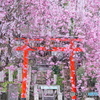 吉野の桜 01