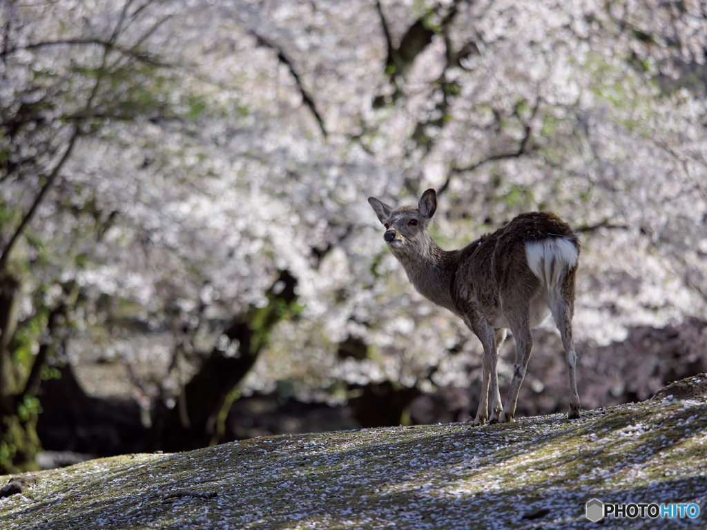 朝日と桜と鹿さん 3