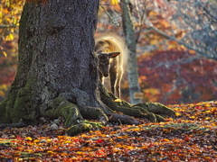 紅葉の奈良公園～ある朝の風景～