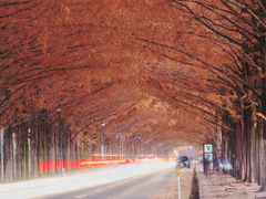 メタセコイア並木