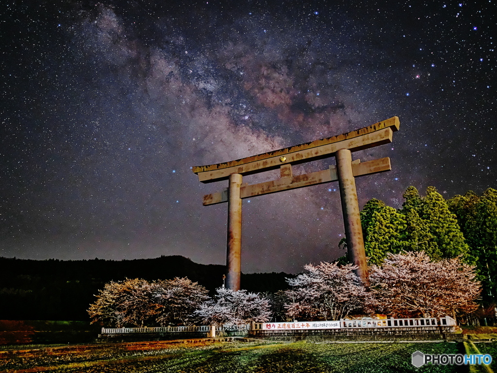 大斎原の桜