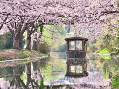 伏見十石舟と桜