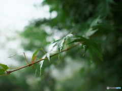 雫