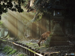 光芒と鹿