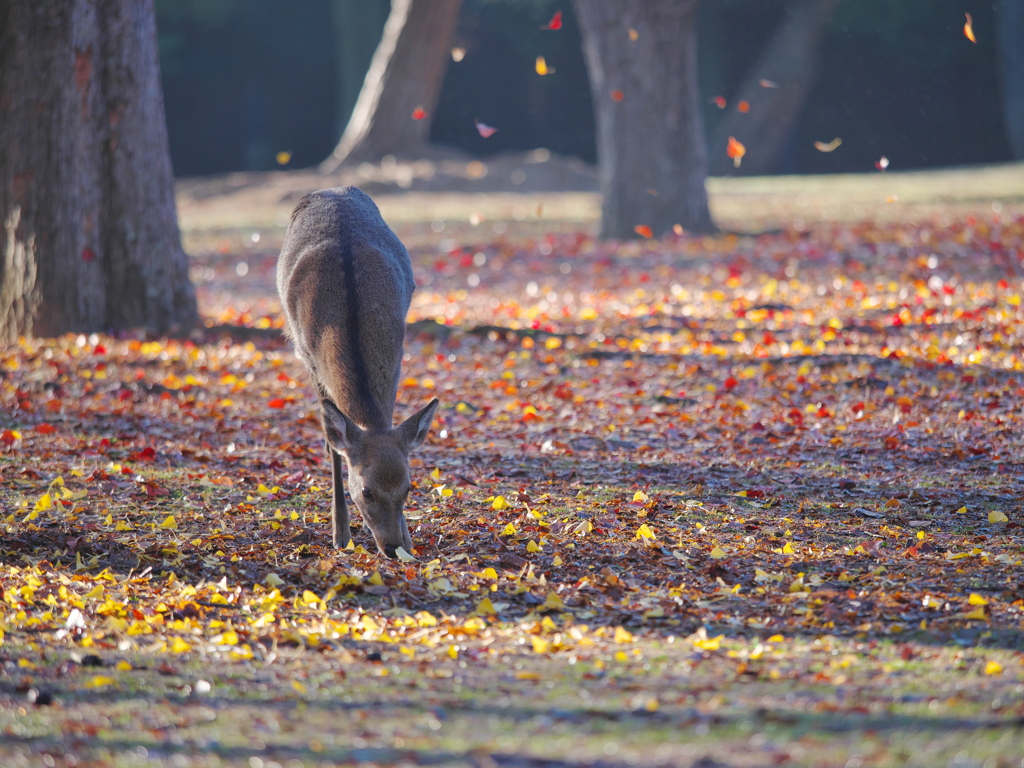 紅葉と鹿