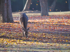 紅葉と鹿