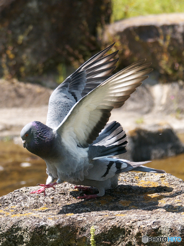 ヒッポグリフ By K T O K Id 写真共有サイト Photohito