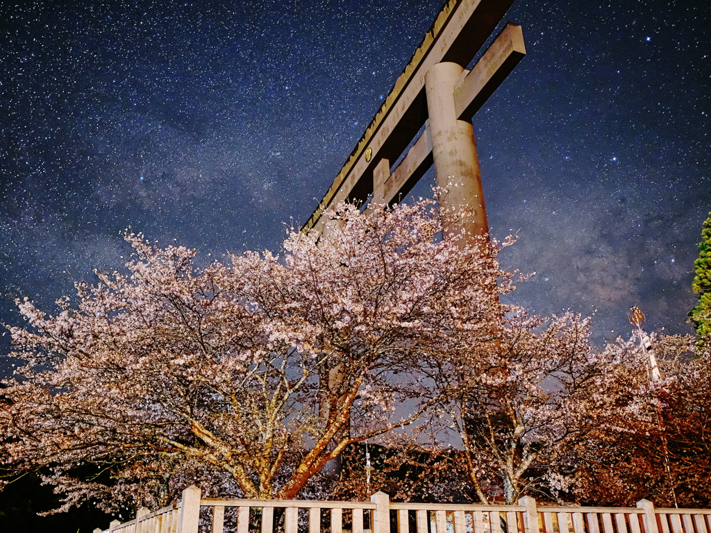 大斎原の鳥居と桜