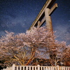 大斎原の鳥居と桜