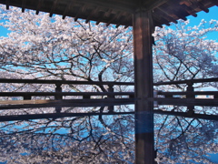 三井寺の桜