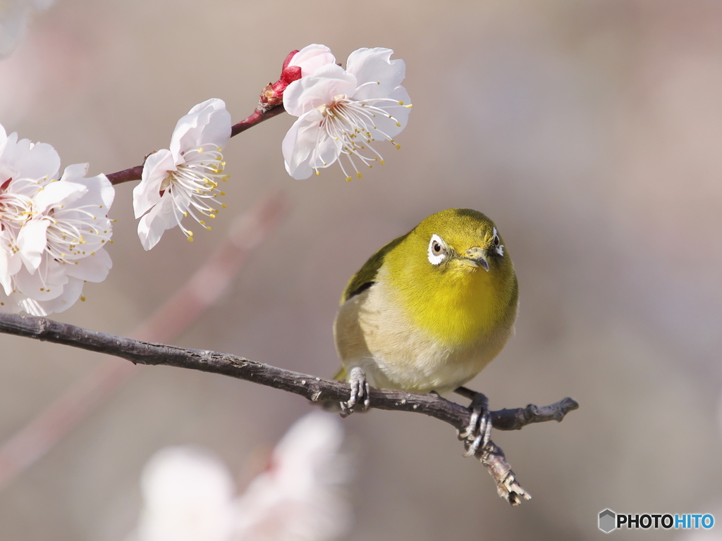 ふくふくしい