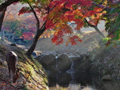 吉城川と紅葉と鹿