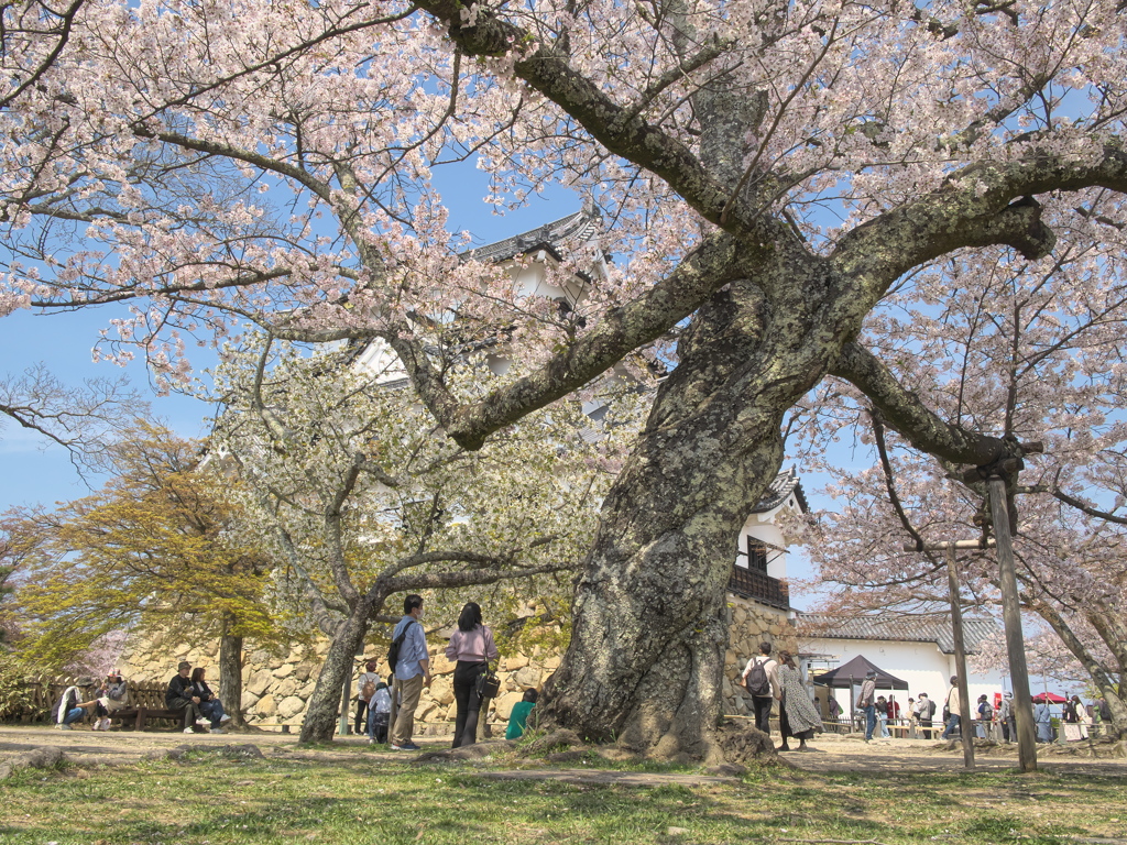 彦根城と桜