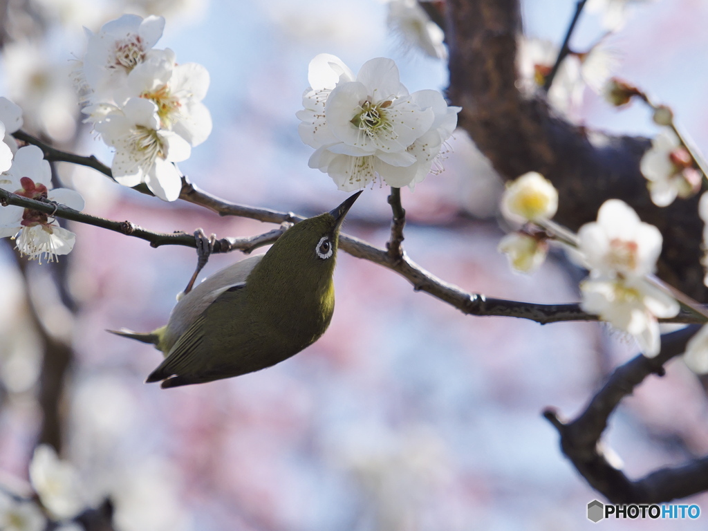 蜜を求めて