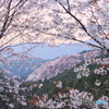 吉野の桜 02