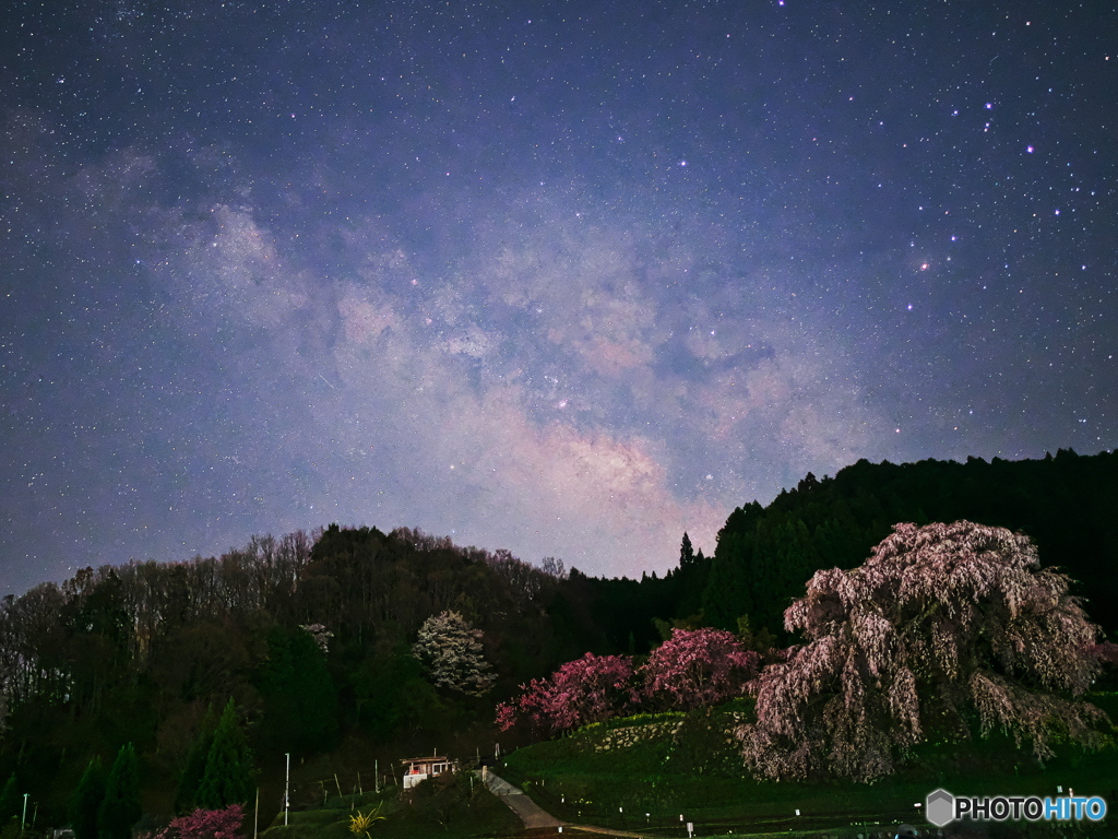 又兵衛桜