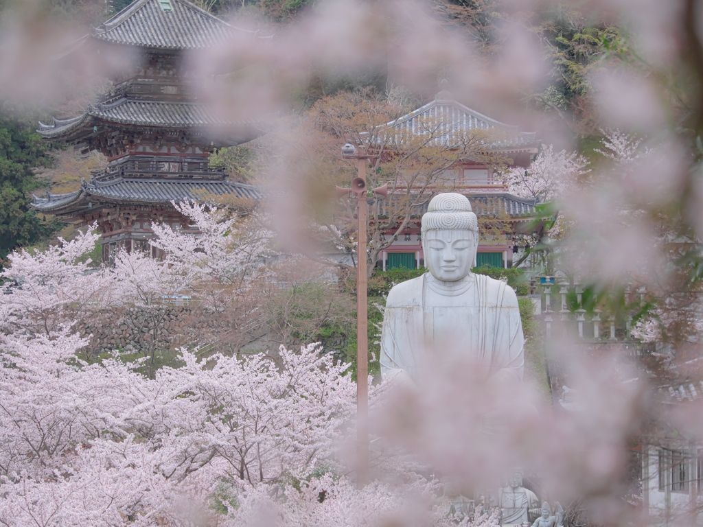 桜大仏 2