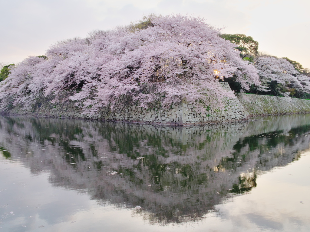 彦根城の桜