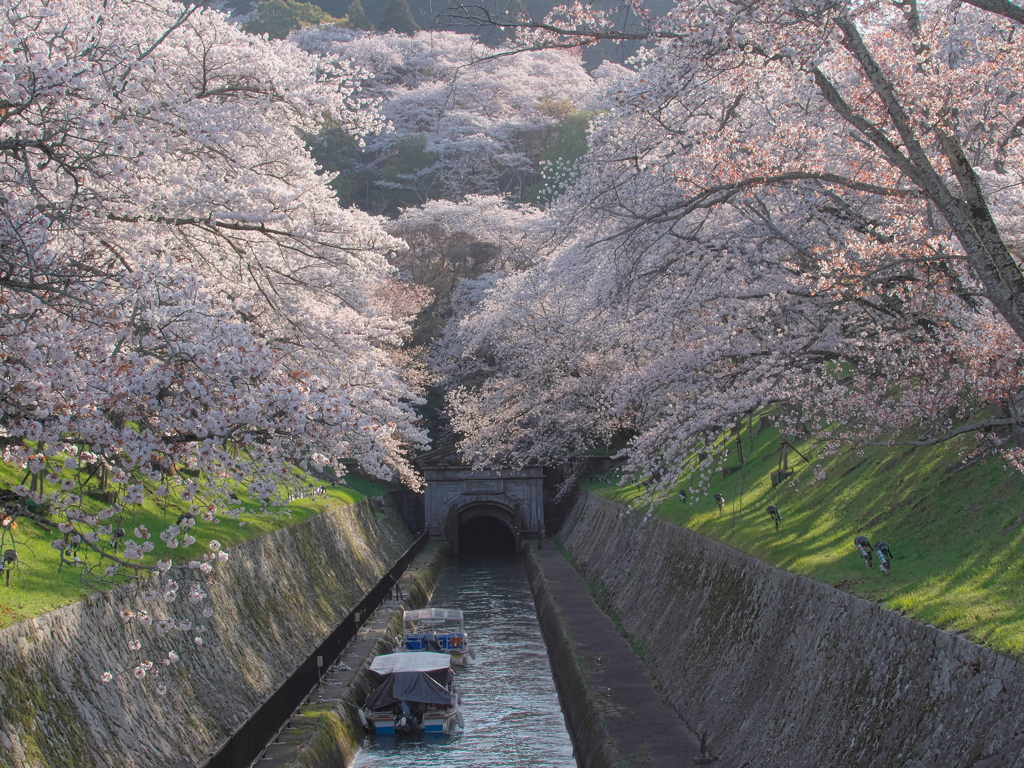 琵琶湖疎水の桜