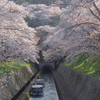 琵琶湖疎水の桜