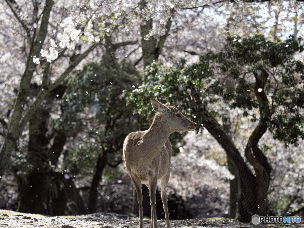 朝日と桜と鹿さん 2