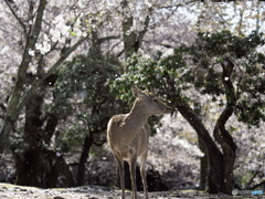 朝日と桜と鹿さん 2