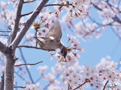 桜と雀 02