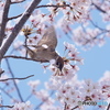 桜と雀 02