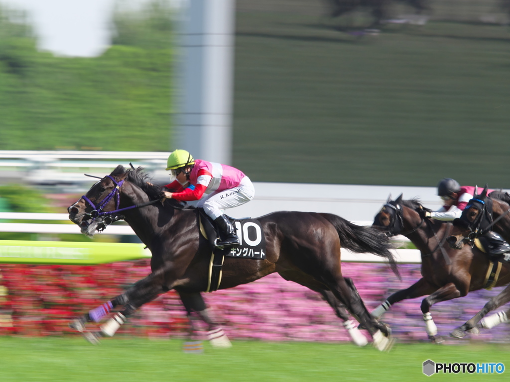 京都競馬