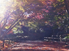 紅葉