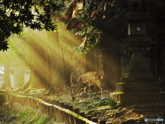 鹿と光芒