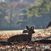 朝日と紅葉と鹿さん 3