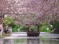 桜吹雪と十石船