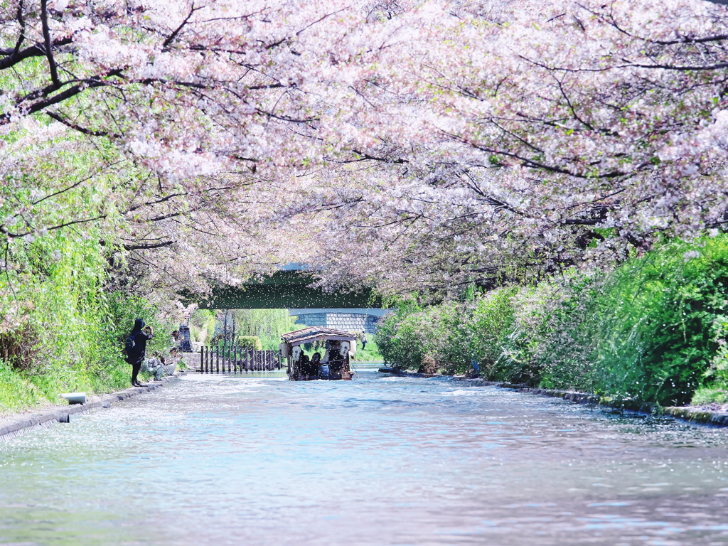 伏見十石舟と桜吹雪