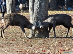 公園の決闘_4