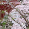 桜大仏 3