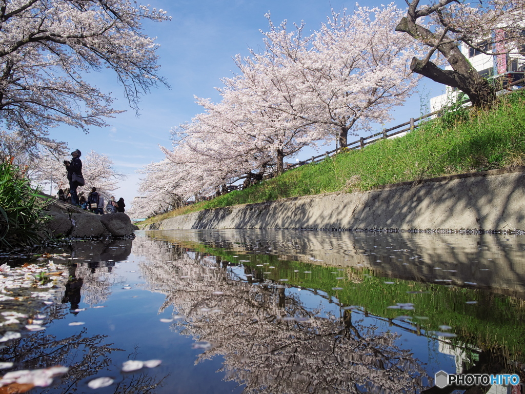 高田千本桜