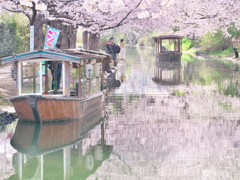 桜に包まれて