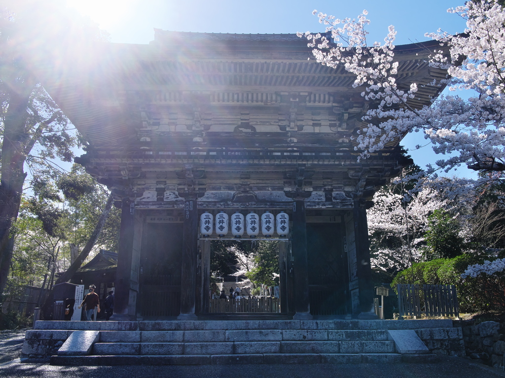 三井寺の桜