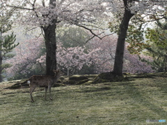 鹿×桜
