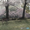 鹿×桜