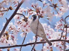 桜と雀 01